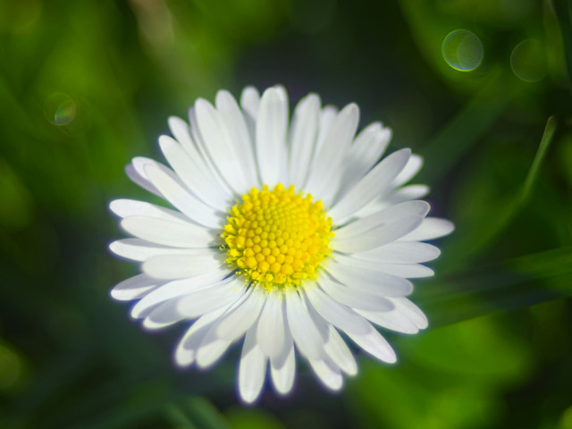 IMGP1100.jpg