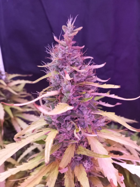 nc