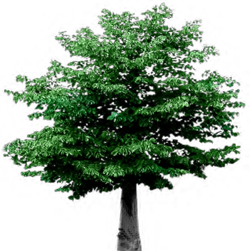 alphatree2-zps8pswigwp.png