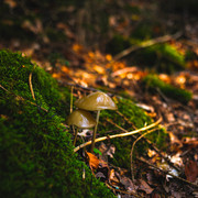 20231011-Alpine-Pixels-72