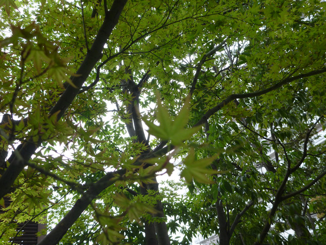 P1230886