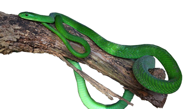 green.png