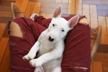 The Best Nutritional Support for Bull Terrier Puppies