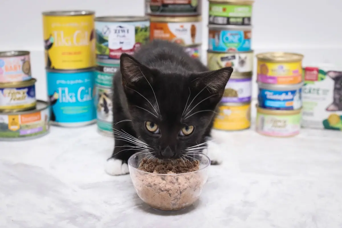 Essential Guide to Feeding Cats: From Kittens to Seniors