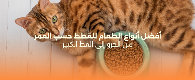 أفضل أنواع الطعام للقطط