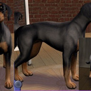 Shepinscher