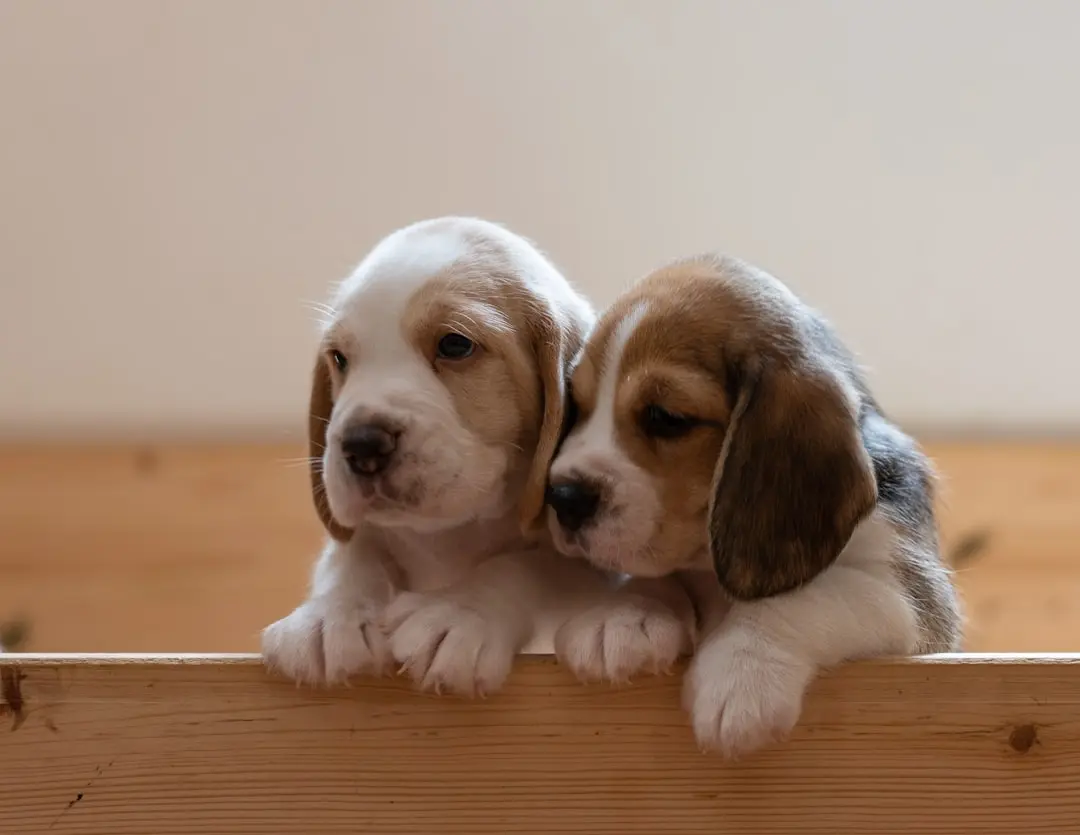 Neglected Beagle's Plight Highlights Owner Neglect