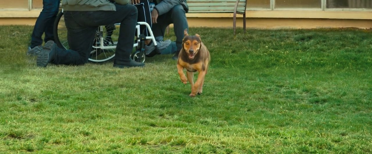 A Dog's Way Home Screenshot