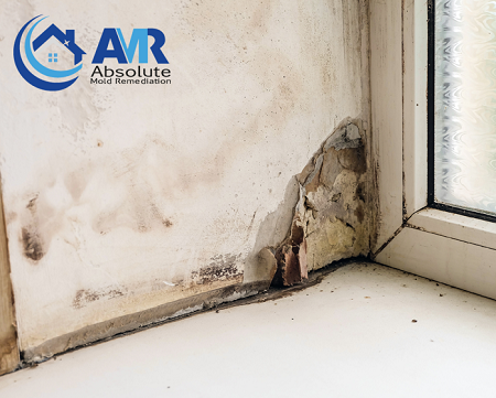 Mold-Removal-Toronto