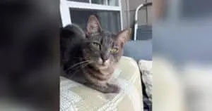 Stray Cat Finds Forever Home in Kitten Stroller