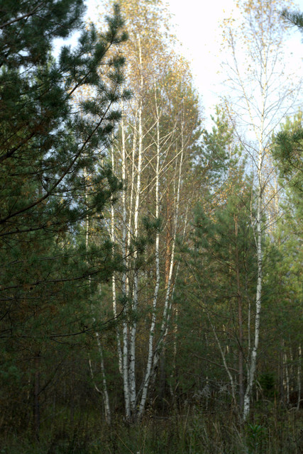 DSC7417-result.jpg