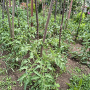 tomato1