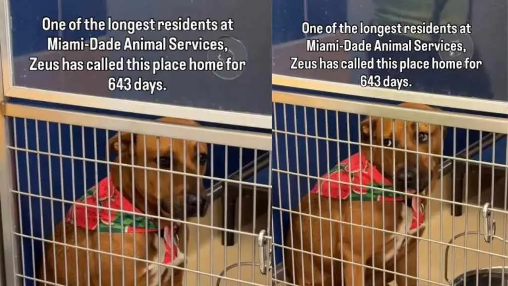 Shelter Dog Waits 643 Days for Forever Home