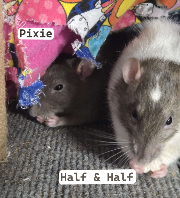 pixie halfhalf