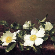 Cherokee-Roses-on-a-Purple-Velvet-Cloth