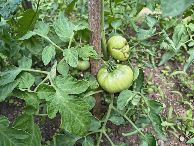 tomato1