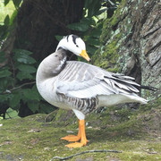 104a-Bar-Headed-Goose
