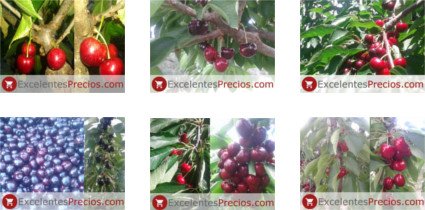 Cerise, fruit, plante, classe, propriétés...