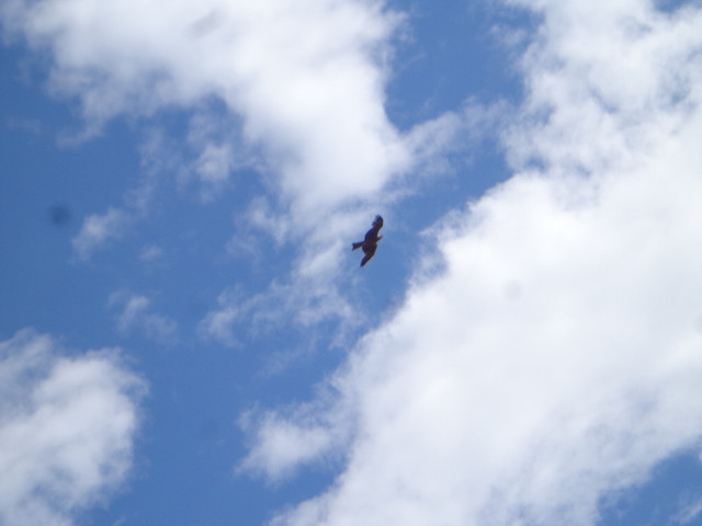 DSC00698.jpg