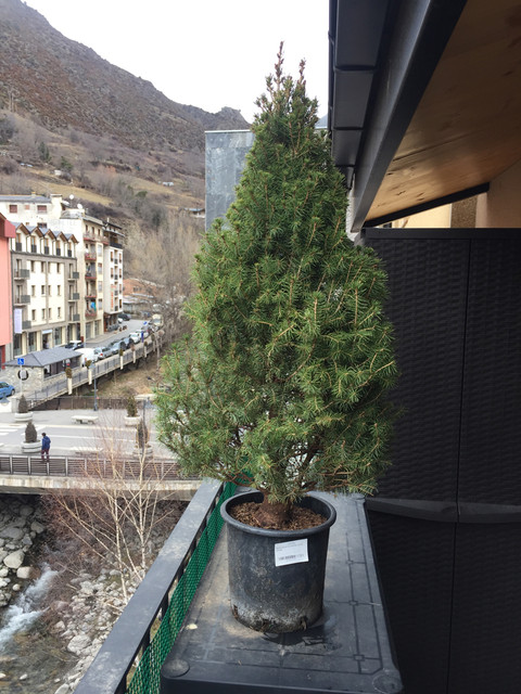 Picea Glauca 1
