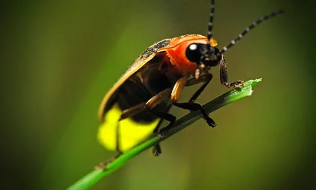 firefly