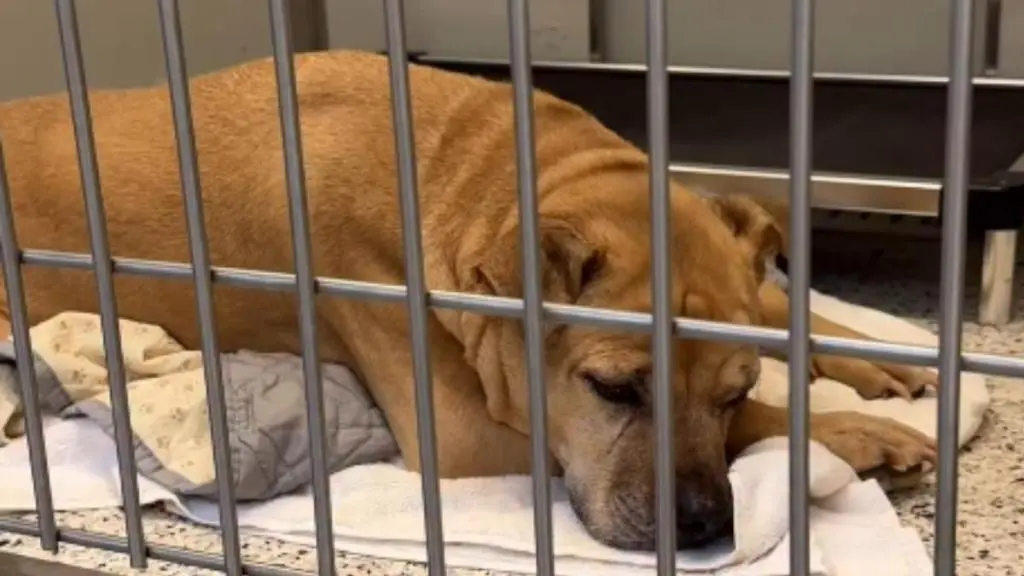 Senior Shelter Dog Seeks New Home After Years with One Family