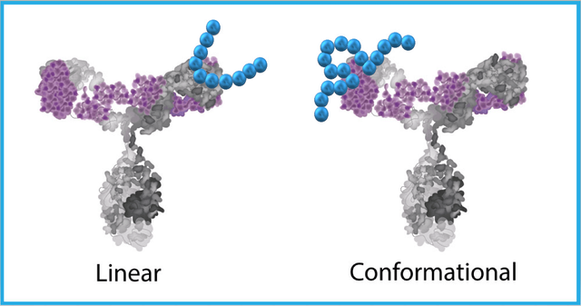 Coval-X-Linear-Conformational-Epitope-Mapping-Service-1252x659.png