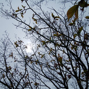 DSC-0052