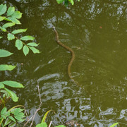 Grass-snake