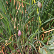 IMG-7872