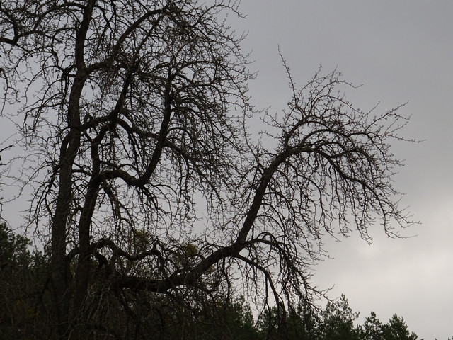 DSC09771.jpg