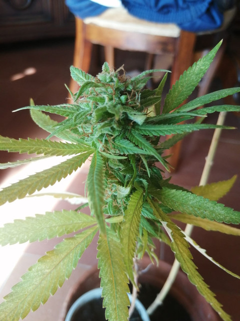 picco2