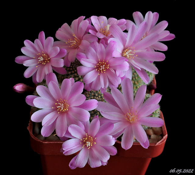 Rebutia-perplexa