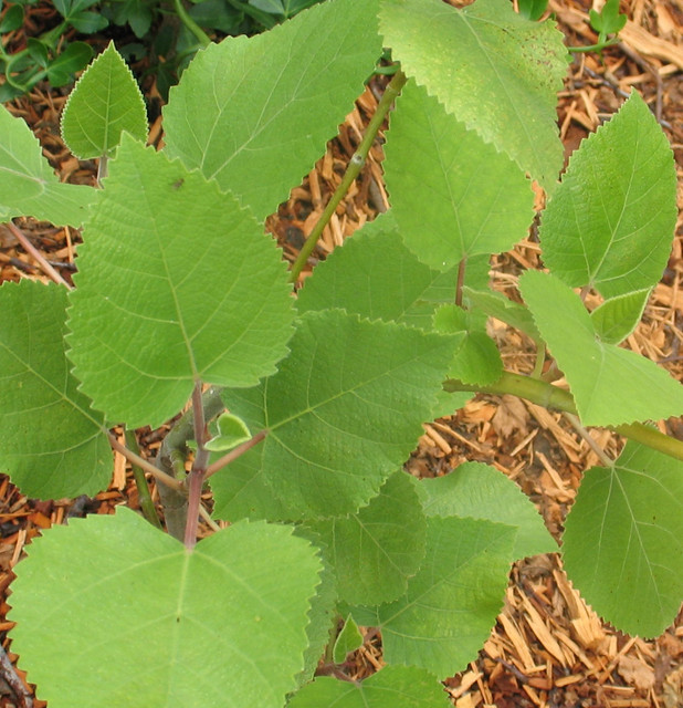 fig-leaves
