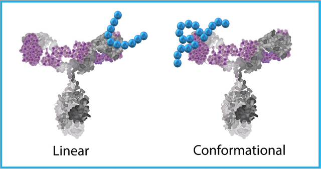 Linear-Conformational-Epitope-Mapping-01.png