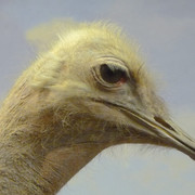Common Ostrich