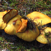 IMG-0349