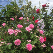 Harlow Carr