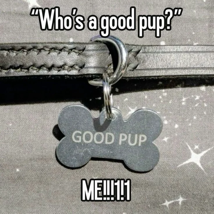 A photo of a collar that has good pup written on the bone-shaped tag. The words: who is a good pup? and me!! are written above, and below respectively.