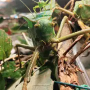 katydids