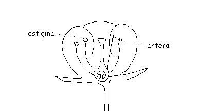 Anthère et stigmate de la fleur Fleur: anthère et stigmate