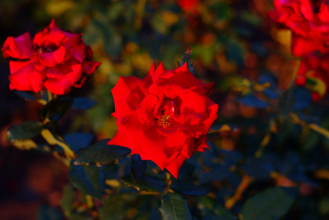 DSCF2134