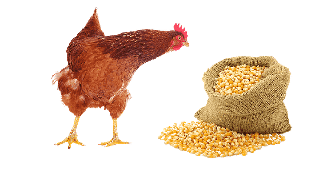 chick.png