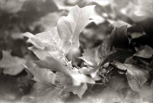 Scan-120930-0002.jpg