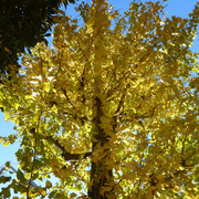 P1130378