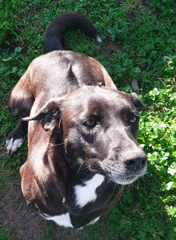 Mixed Breed