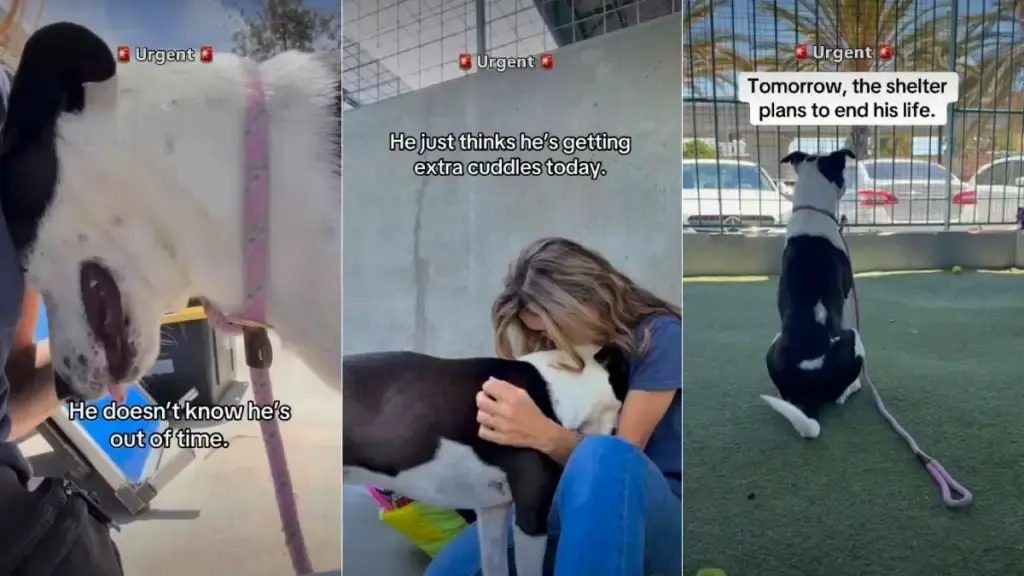 Shelter Dog Ringo Faces Euthanasia Despite Gentle Demeanor