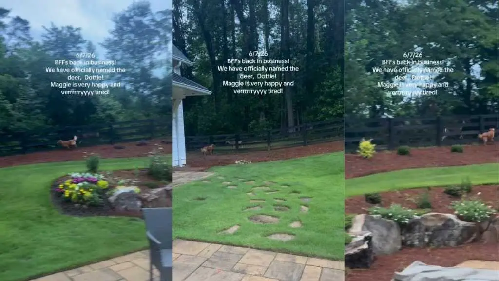 Dog Finds Unlikely Friend in Deer