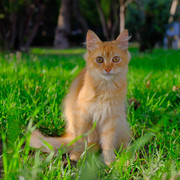 krokankedi