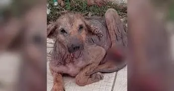 Most People Saw a Sick Puppy, One Person Saw a Fighter